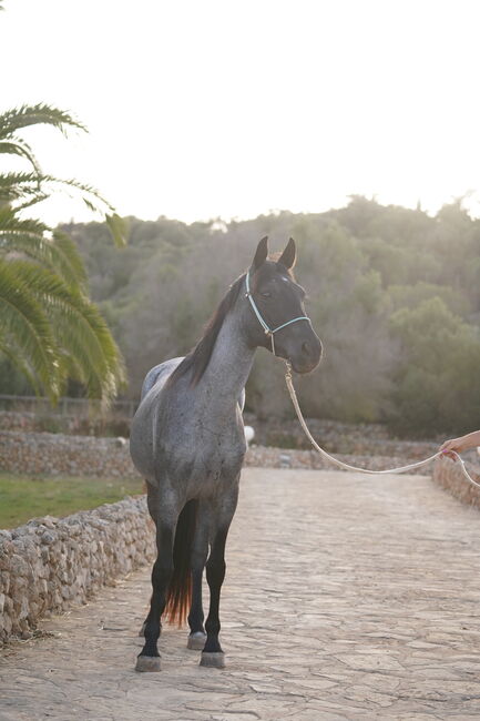 Speed Racker, Potion,  Traumfarbe blue roan, Iren Altmann , Horses For Sale, Denzlingen