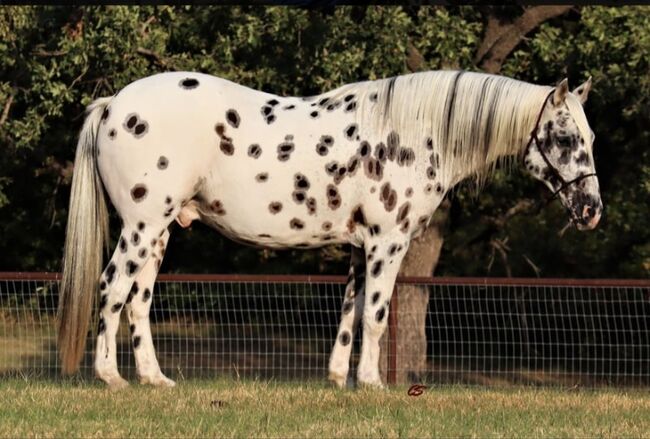 Speedex ist ein 10 Jahre alter Appaloosa wallach, Tanja Moore, Horses For Sale, Salzburg 