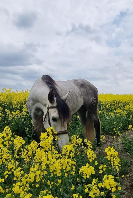 Verspielter und liebevoller Wallach, Mellies, Horses For Sale, Sonnewalde