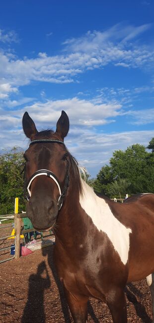 Spirit Warmblut, Bettina , Pferd kaufen, Ilztal