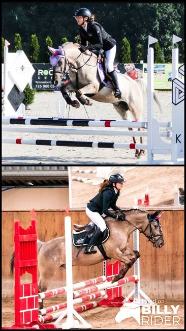 Spirited Jumping Large Dinalino Konik Pony For Any Rider, Steve Brody, Horses For Sale, Planegg, Image 3