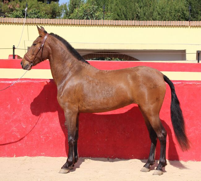Schwungvolle PRE Stute für Zucht und Freizeitreiten, ISPA - Iberische Sportpferde Agentur (ISPA - Iberische Sportpferde Agentur), Horses For Sale, Bedburg, Image 9