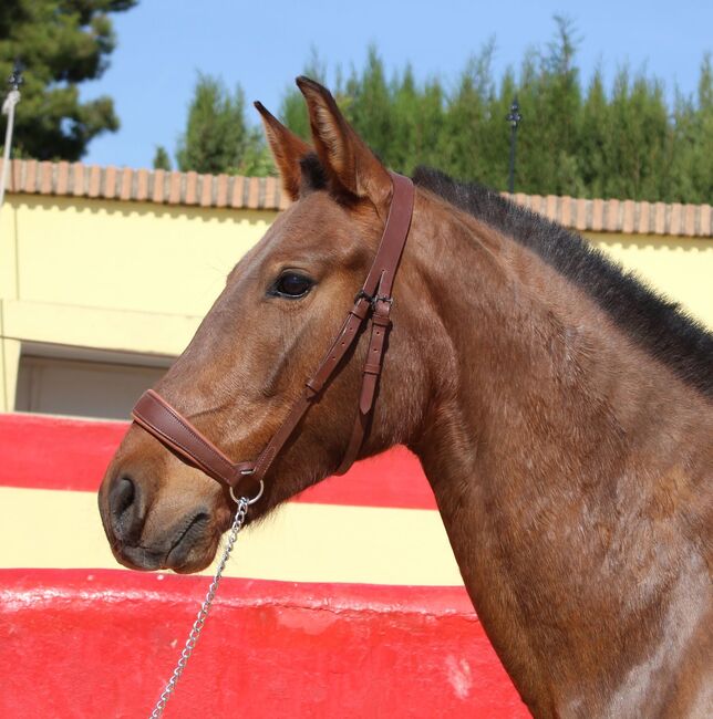 Schwungvolle PRE Stute für Zucht und Freizeitreiten, ISPA - Iberische Sportpferde Agentur (ISPA - Iberische Sportpferde Agentur), Horses For Sale, Bedburg, Image 4