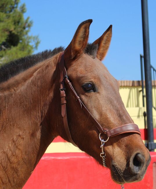 Schwungvolle PRE Stute für Zucht und Freizeitreiten, ISPA - Iberische Sportpferde Agentur (ISPA - Iberische Sportpferde Agentur), Horses For Sale, Bedburg, Image 6