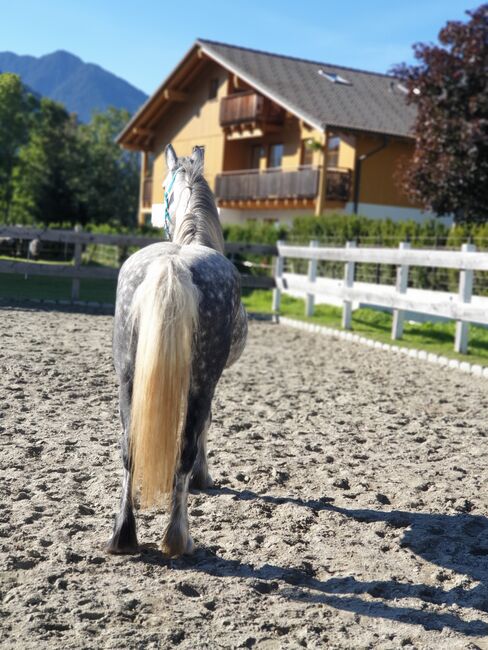 Splendido Fell pony, Marcela , Horses For Sale, Vipiteno , Image 5