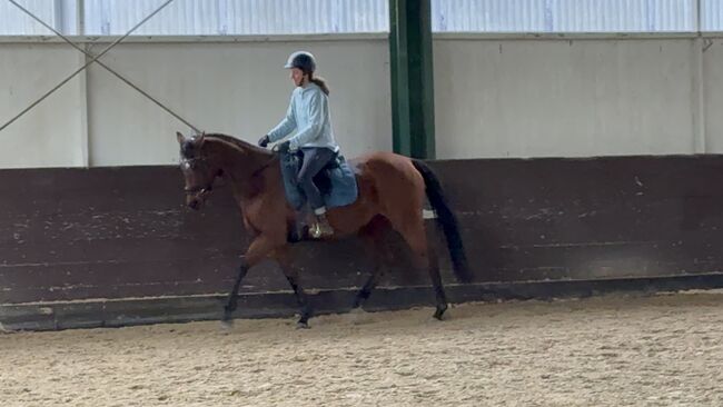 Sportstute als freizeitpartner zu verkaufen, Justyna , Horses For Sale, Hamburg, Image 2