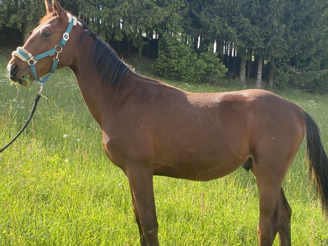 Sportstute Freizeitpferd Zuchtstute, Nörenberg, Horses For Sale, Mildenau , Image 4