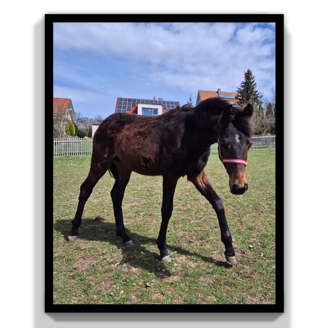 Sport- und Freizeitpferd Hengst 1 Jahr dunkelbraun,  für Dressur und Freizeit, Familie Wehner, Horses For Sale, Tann/Rhön