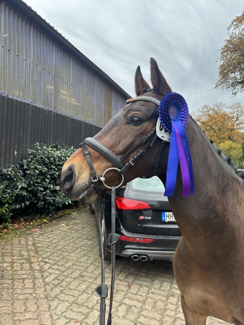 Sportpony zu verkaufen, Lanea Rohlfing , Horses For Sale, Barmstedt 