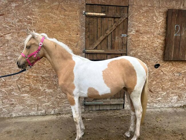 SPORT PONY, Károly , Horses For Sale, Kecskemét , Image 3