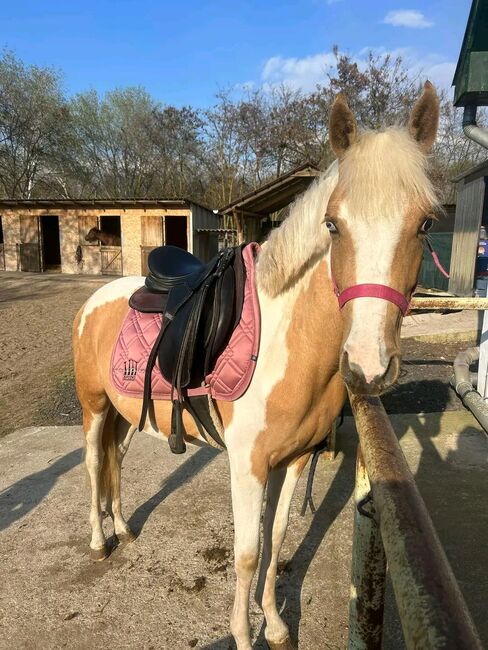SPORT PONY, Károly , Konie na sprzedaż, Kecskemét , Image 5