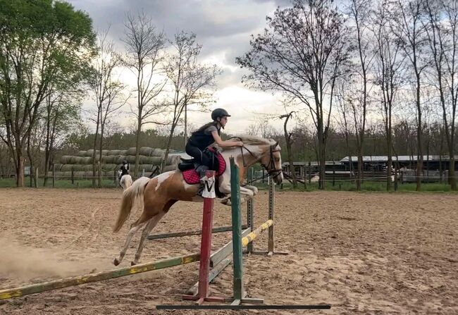 SPORT PONY, Károly , Konie na sprzedaż, Kecskemét , Image 7