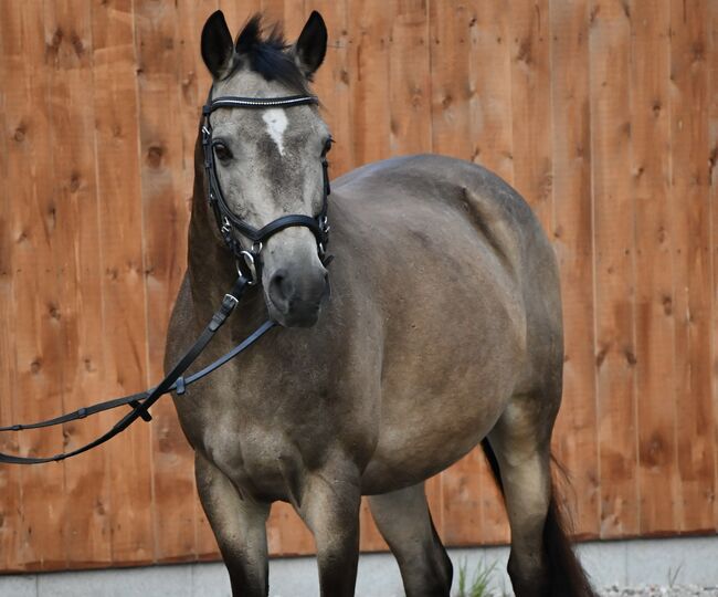 Sportpony/ Mounted Games Pony/ Kinderpony/ Allrounder, Lina Will, Horses For Sale, Pinneberg 