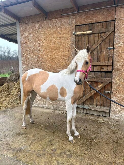 SPORT PONY, Károly , Pferd kaufen, Kecskemét 