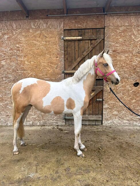 SPORT PONY, Károly , Pferd kaufen, Kecskemét , Abbildung 2