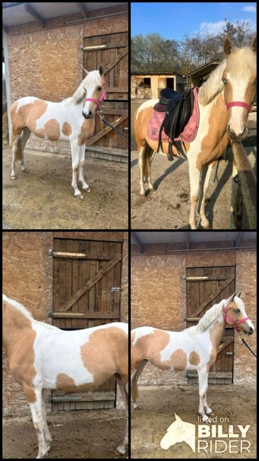 SPORT PONY, Károly , Pferd kaufen, Kecskemét , Abbildung 8
