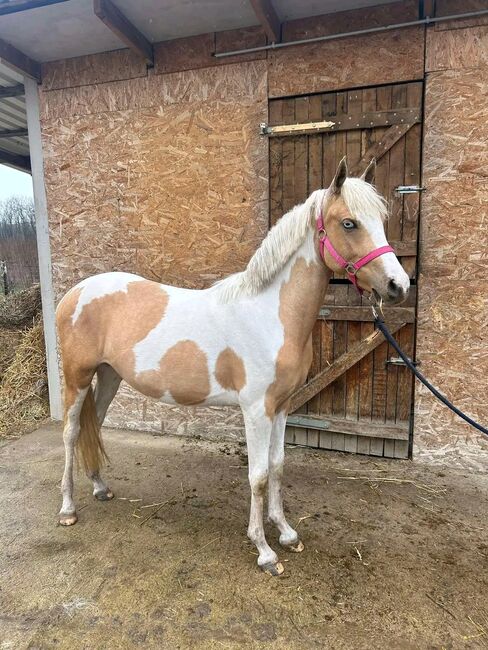 SPORT PONY, Károly , Pferd kaufen, Kecskemét , Abbildung 4
