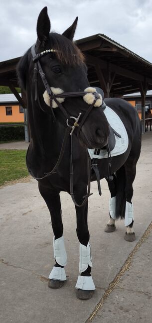 Sport Spanier stute Ambitioniert Sportpferd inkl Zubehör, Jassi , Horses For Sale, Zossen , Image 9