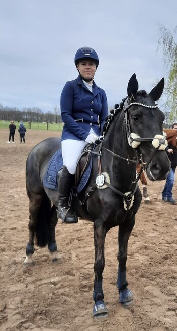 Sport Spanier stute Ambitioniert Sportpferd inkl Zubehör, Jassi , Horses For Sale, Zossen , Image 10