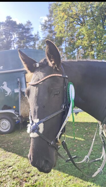 Sport Spanier stute Ambitioniert Sportpferd inkl Zubehör, Jassi , Horses For Sale, Zossen , Image 16