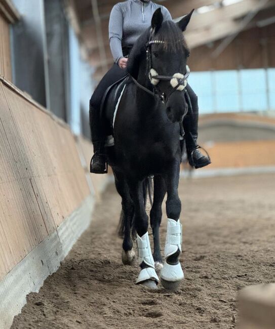 Sport Spanier stute Ambitioniert Sportpferd inkl Zubehör, Jassi , Horses For Sale, Zossen , Image 11