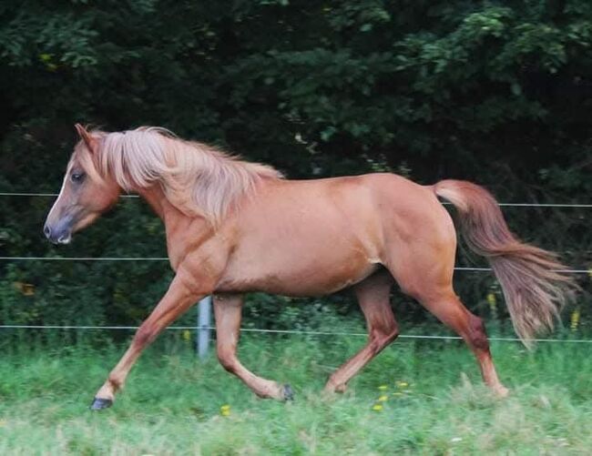 Sportbetonte Araber-Haflinger Stute im Auftrag zu verkaufen, Melanie Taferner , Pferd kaufen, St. Michael ob Bleiburg , Abbildung 4