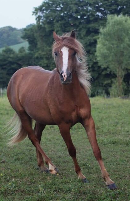 Sportbetonte Araber-Haflinger Stute im Auftrag zu verkaufen, Melanie Taferner , Pferd kaufen, St. Michael ob Bleiburg 