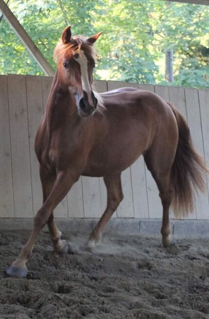 Sportbetonte Araber-Haflinger Stute im Auftrag zu verkaufen, Melanie Taferner , Pferd kaufen, St. Michael ob Bleiburg , Abbildung 3