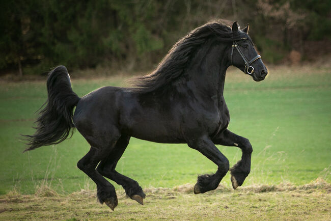 #sportfriesian #blackpearl, WOW Pferd  (WOW Pferd), Horses For Sale, Bayern - Attenkirchen, Image 2