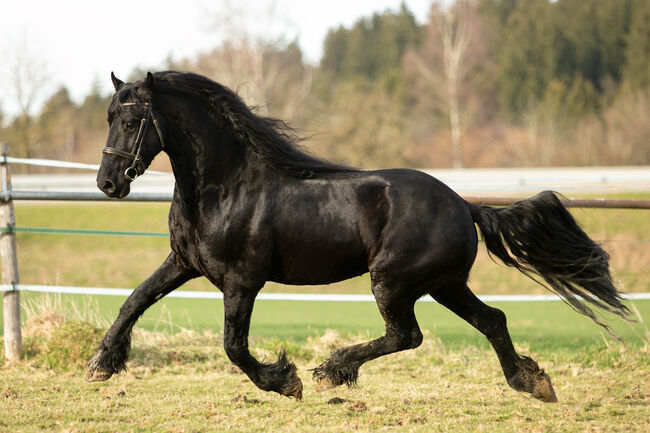 #sportfriesian #blackpearl, WOW Pferd  (WOW Pferd), Horses For Sale, Bayern - Attenkirchen, Image 5