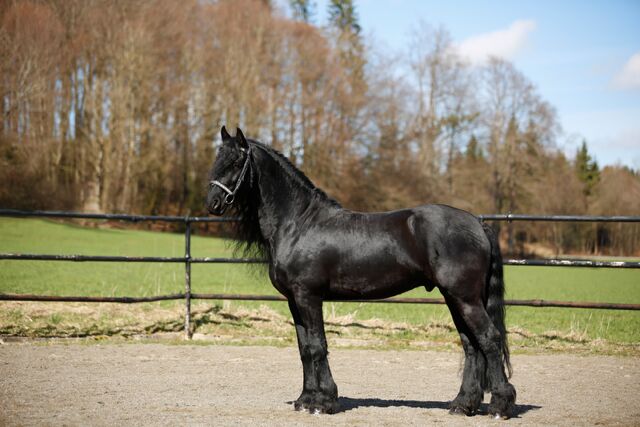 #sportfriesian #blackpearl, WOW Pferd  (WOW Pferd), Horses For Sale, Bayern - Attenkirchen, Image 4