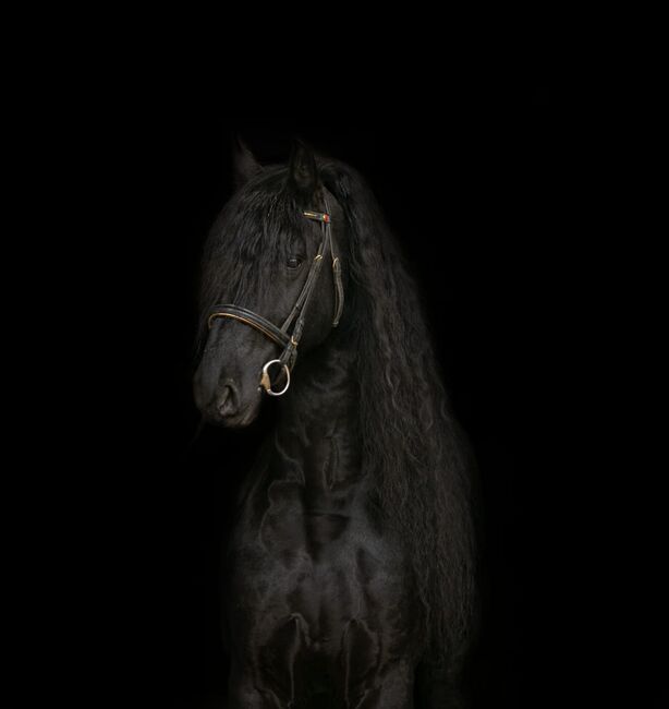 #sportfriesian #blackpearl, WOW Pferd  (WOW Pferd), Horses For Sale, Bayern - Attenkirchen, Image 6