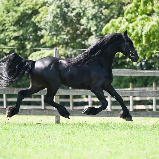 #sportfriesian #blackpearl, WOW Pferd  (WOW Pferd), Horses For Sale, Bayern - Attenkirchen, Image 8