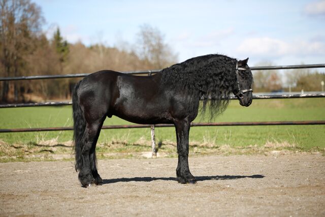 #sportfriesian #blackpearl, WOW Pferd  (WOW Pferd), Horses For Sale, Bayern - Attenkirchen, Image 3