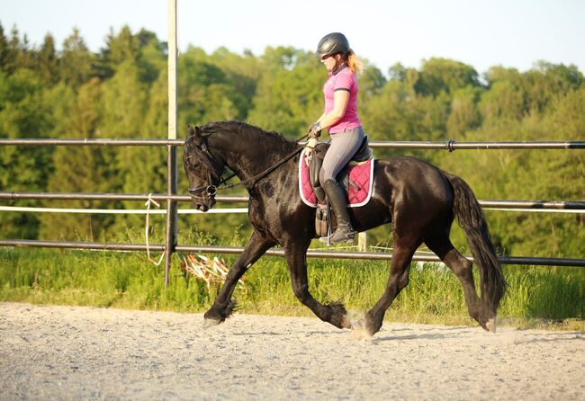 #sportfriesian #blackpearl, WOW Pferd  (WOW Pferd), Horses For Sale, Bayern - Attenkirchen, Image 10
