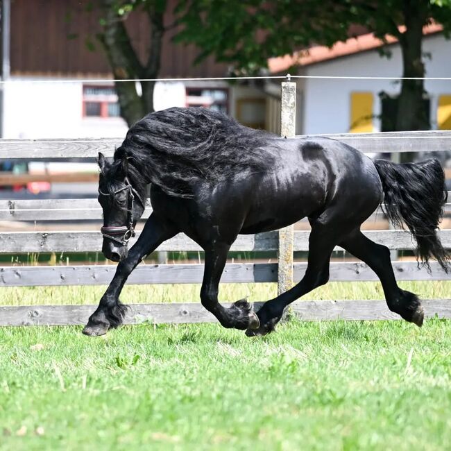 #sportfriesian #blackpearl, WOW Pferd  (WOW Pferd), Konie na sprzedaż, Bayern - Attenkirchen, Image 9
