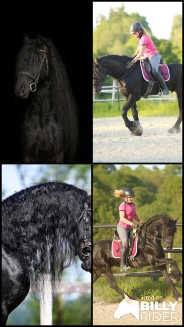#sportfriesian #blackpearl, WOW Pferd  (WOW Pferd), Konie na sprzedaż, Bayern - Attenkirchen, Image 12