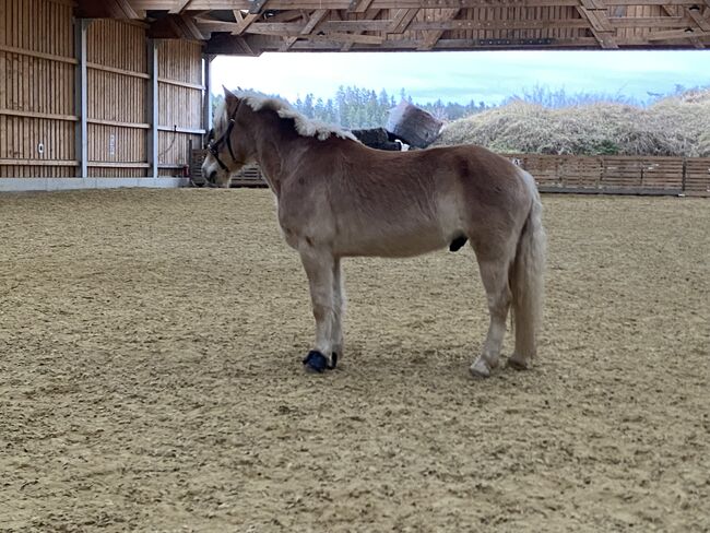 Sporthaflinger, Elena Legl-Perzi, Horses For Sale, Großtaxen, Image 4