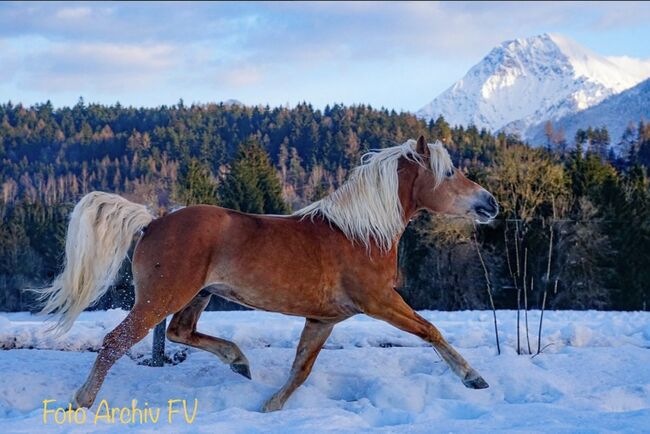 Sportlicher Haflinger Wallach sucht neue Aufgabe, Barbara , Horses For Sale, Schönherrn, Image 5