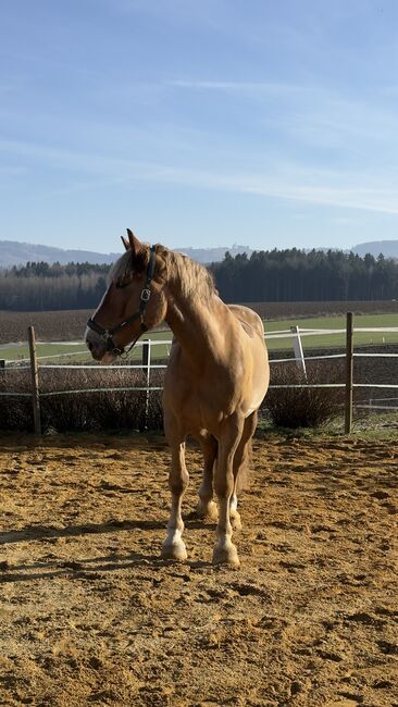 Sportlicher Kaltblut Wallach, Bianca Reisinger, Horses For Sale, Zeillern