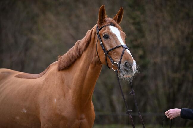 Sportlicher KWPN-Wallach sucht neuen Partner, Kaliso V, Horses For Sale, Oberbüren