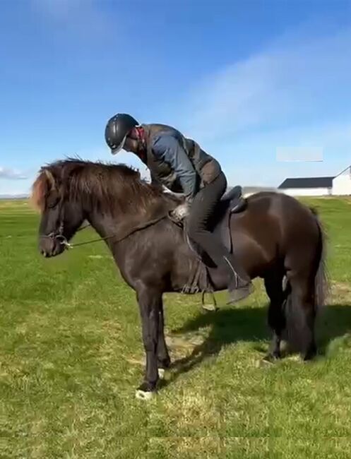 Sportlicher Wallach mit Go, Islandpferde-aus-Island, Horses For Sale, Südisland