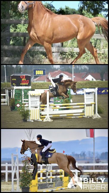 Sportliche Fuchsstute, Pferdeglück (Pferdeglück GmbH), Horses For Sale, Pelmberg, Image 4