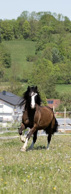Sportlicher Welsh Cob-D Wallach, Julia Zne, Horses For Sale, Würmla, Image 4
