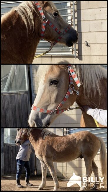 Sportlicher Haflinger mit gutem Fundament, Anna Maria Thiel , Horses For Sale, Niederzier, Image 4