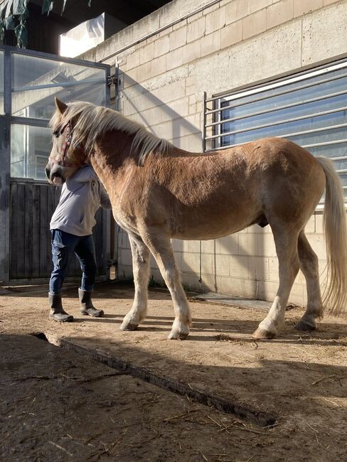 Sportlicher Haflinger mit gutem Fundament, Anna Maria Thiel , Horses For Sale, Niederzier, Image 3