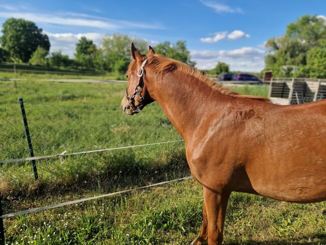 Sportliche Topsail Whiz Enkelin, Kerstin Rehbehn (Pferdemarketing Ost), Horses For Sale, Nienburg, Image 3