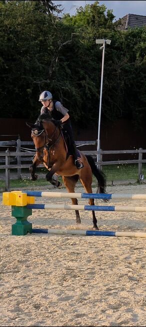 Sportlicher Wallach, Oosterling , Horses For Sale, Essen, Image 2