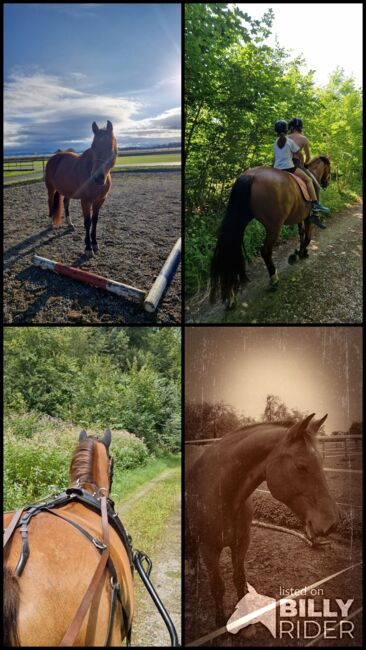 Sportliche Freibergerstute, B.Schwarzer, Horses For Sale, Amriswil, Image 6