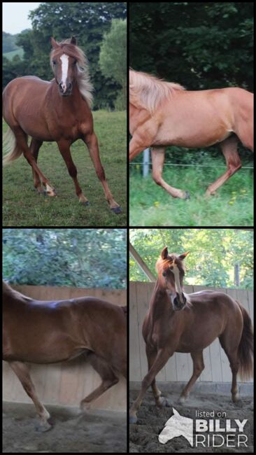 Sportbetonte Araber-Haflinger Stute im Auftrag zu verkaufen, Melanie Taferner , Horses For Sale, St. Michael ob Bleiburg , Image 5